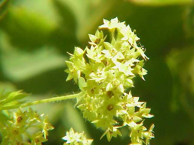 Lady's mantles, alchemilla flower.