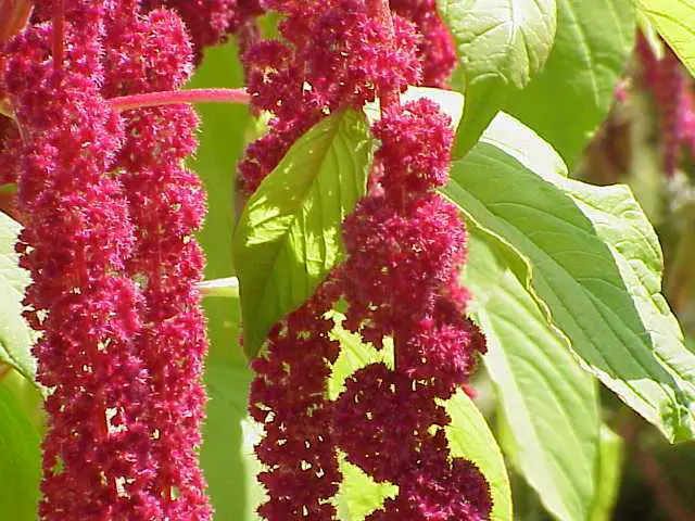 Prince's Feather, Amaranthus flower.
