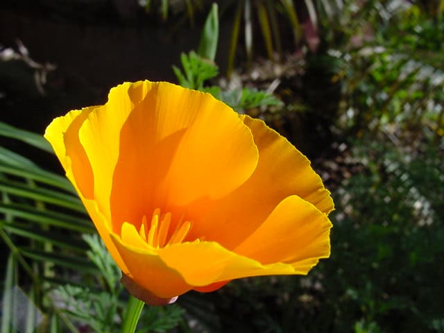 California Poppy. (Eschscholzia californica).