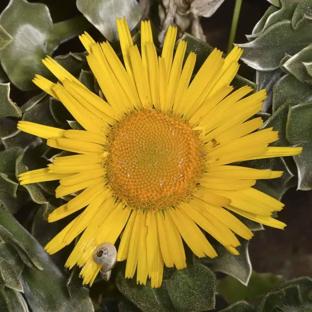 Canary island daisy (Asteriscus sericeus)

