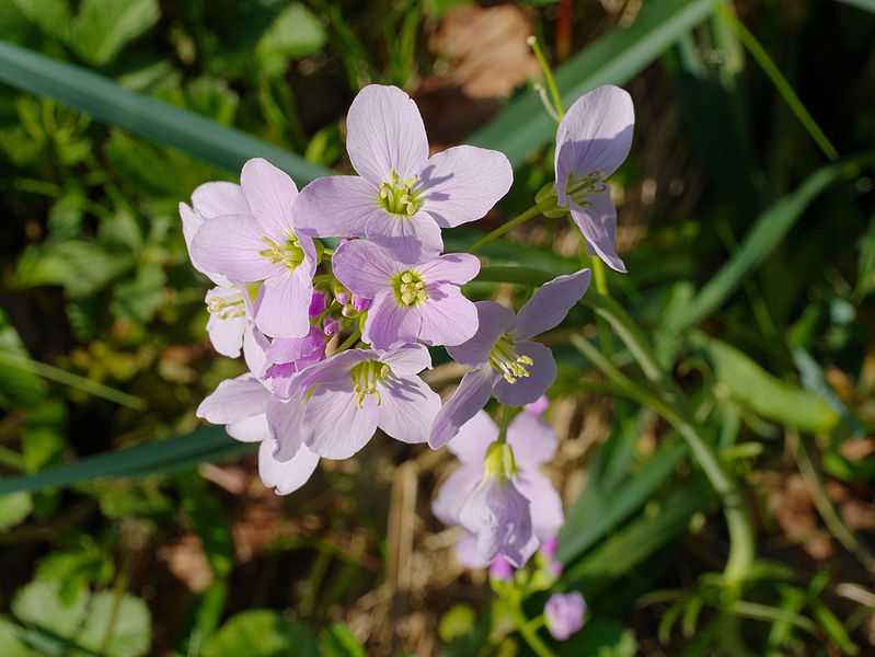 Cuckoo Flower. (Cardamine pratensis).