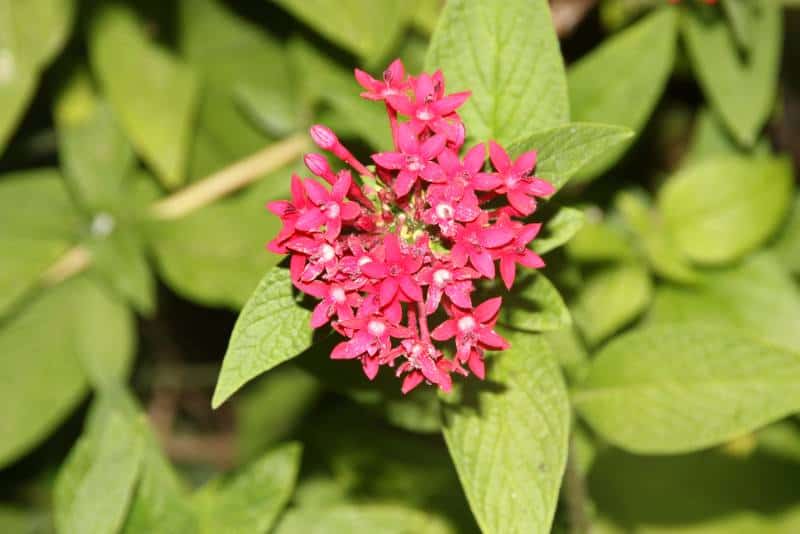 Egyptian star flower (Pentas lanceolata)
