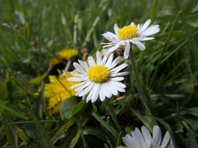 English daisy (Bellis perennis)
