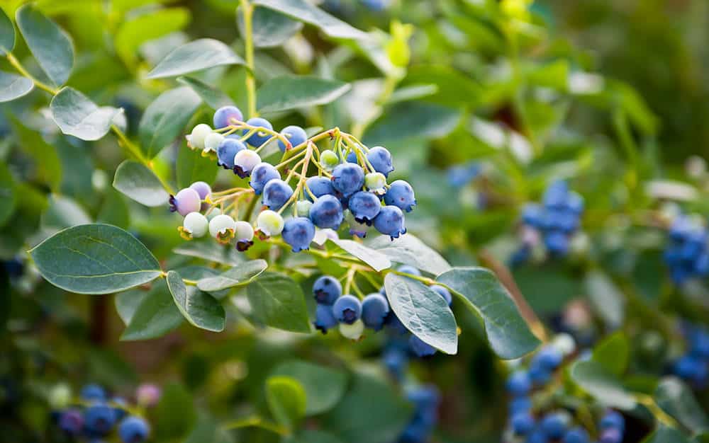 Highbush Blueberry (Vaccinium corymbosum)

