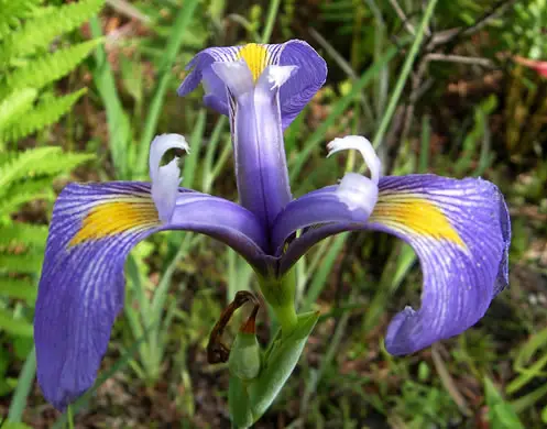 Iris. (Iridaceae).