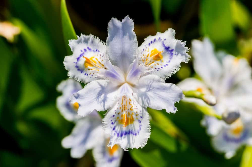 Japanese iris (Iris japonica)