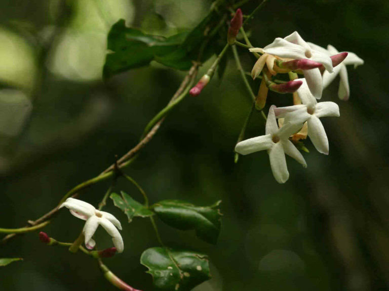 Jasminum Abyssinicum