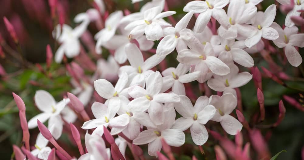 Jasminum polyanthum, also known as pink jasmine or white jasmine produces reddish-pink flower buds in late winter and early spring,