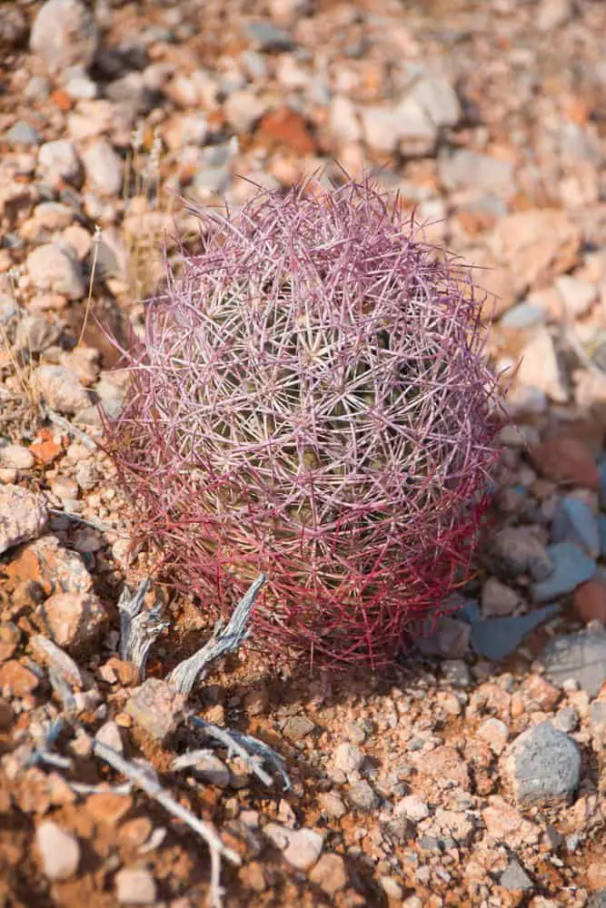 Johnson’s beehive cactus (Echinomastus Johnsonii)