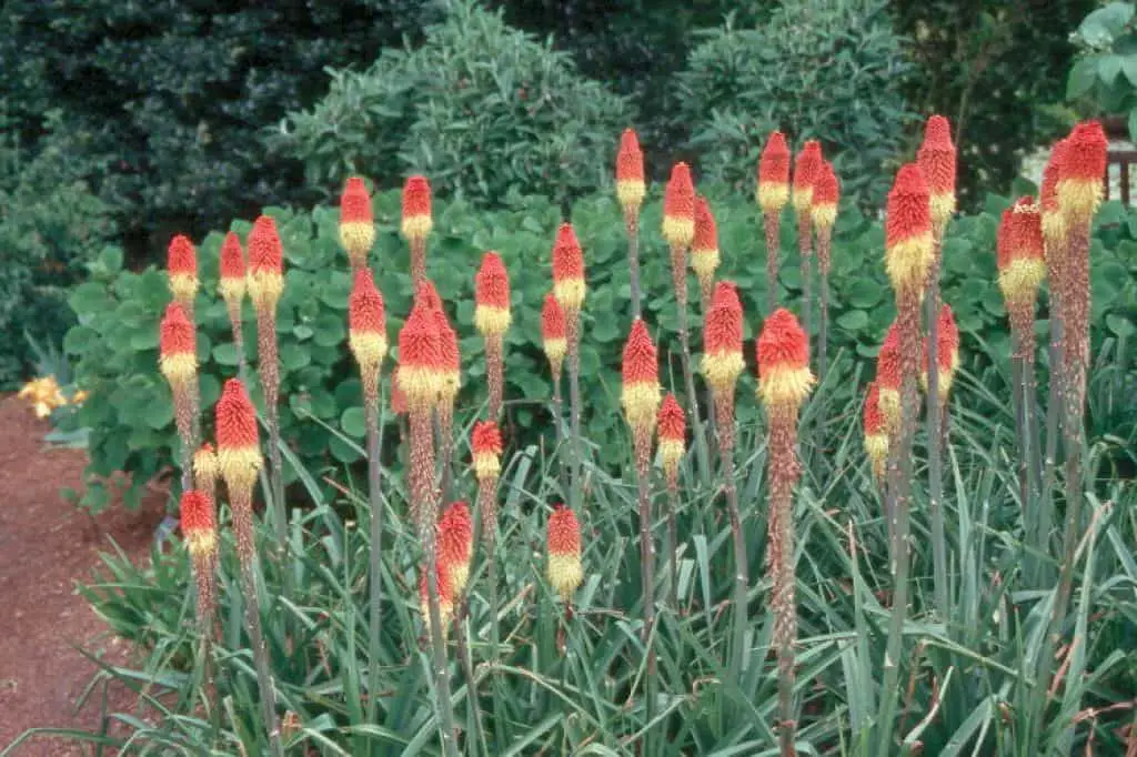 Kniphofia. (Red Hot Poker Plant).

