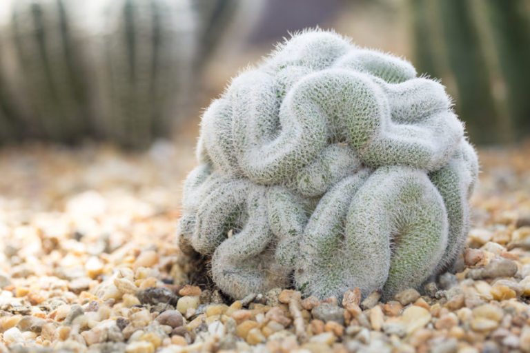 Lady Finger Cactus (Mammillaria Elongata)