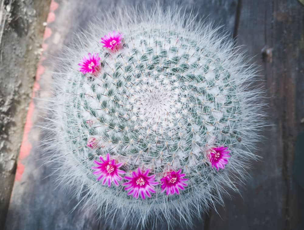 Old Lady Cactus (Mammillaria Hahniana)

