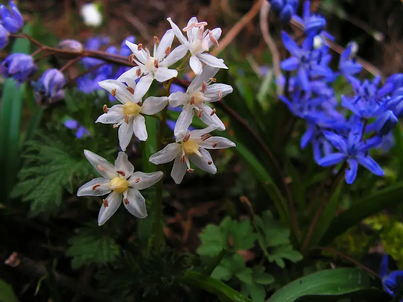 Scilla. (Hyacinth Family).