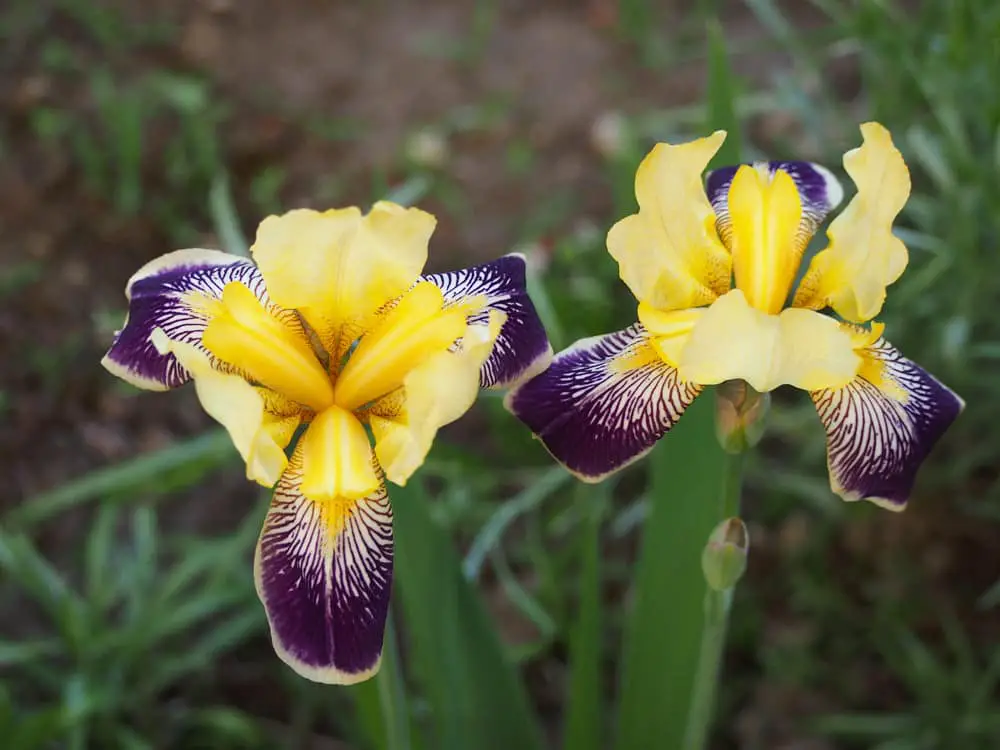 Tall Bearded Iris
