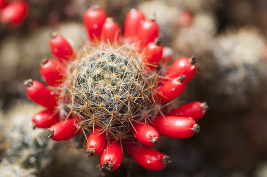 Texas Nipple Cactus (Mammillaria Prolifera)