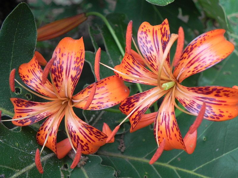 Tiger Lily. (Lilium tigrinum).