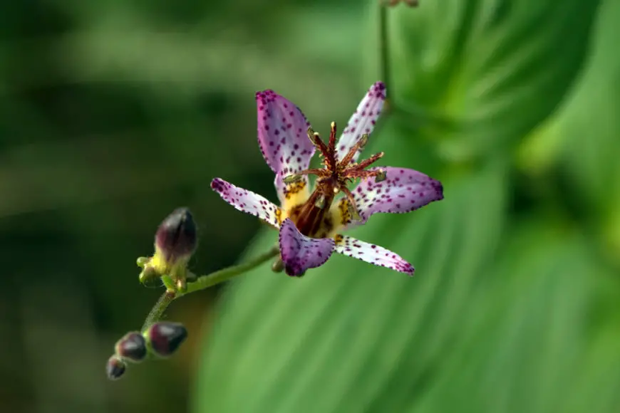 Toad lily (Tricyrtis formosana)
