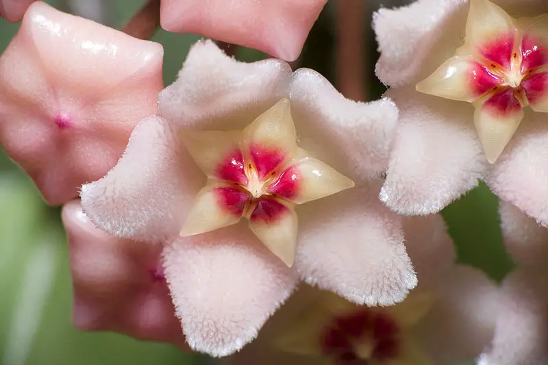 Wax Plant. (Hoya carnosa).