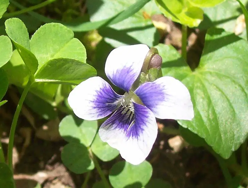 Wild Violet. (Viola sororia).

