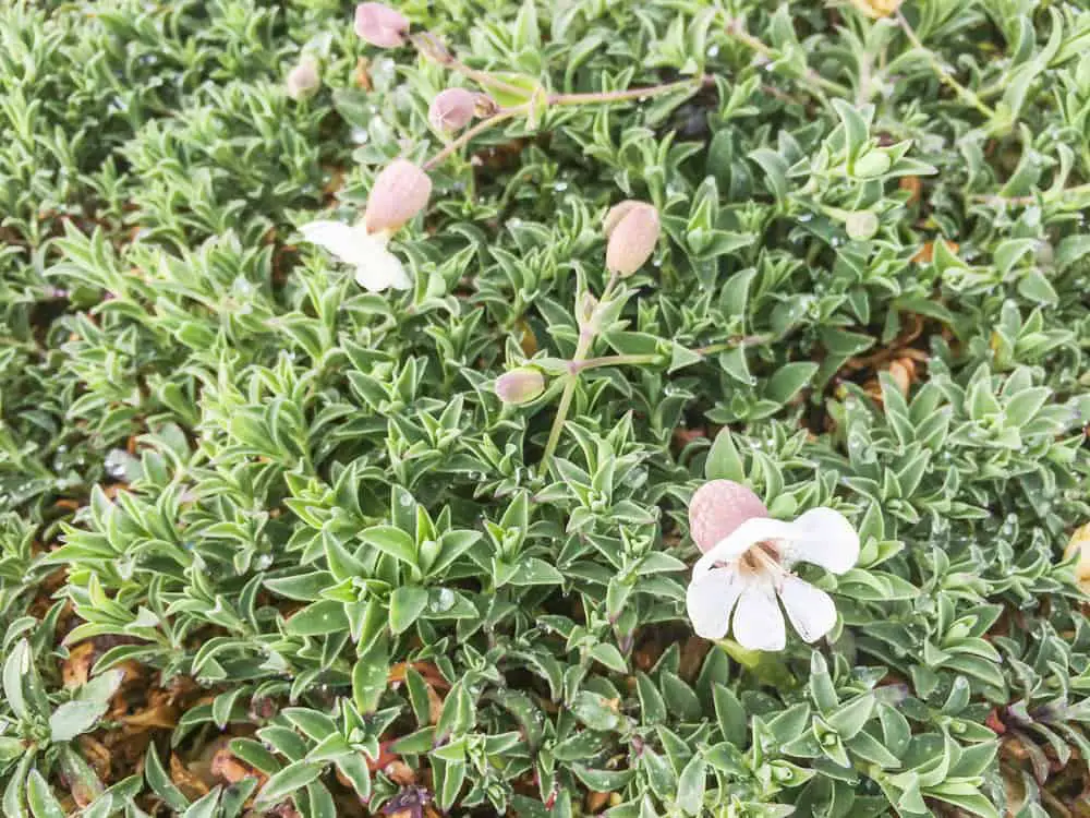 Campion (Silene uniflora “Robin Whitebreast”)