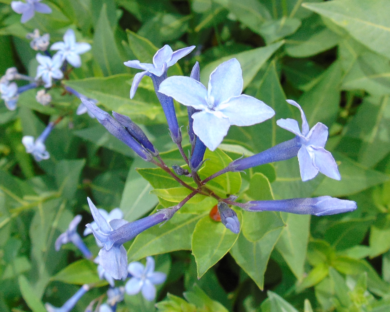 Blue Star Flower