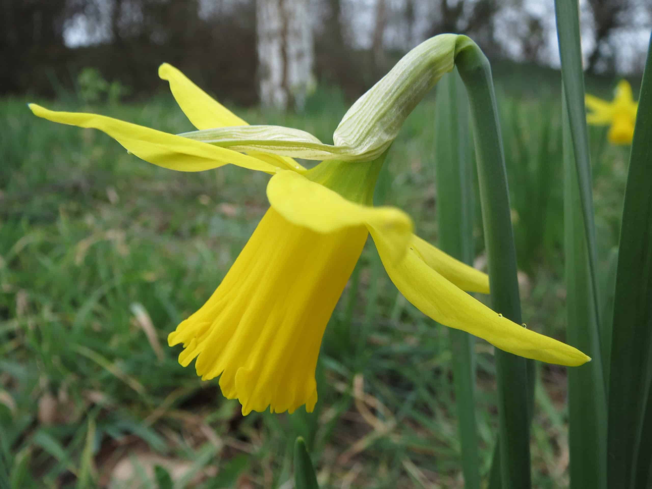 Daffodil. (Narcissus).