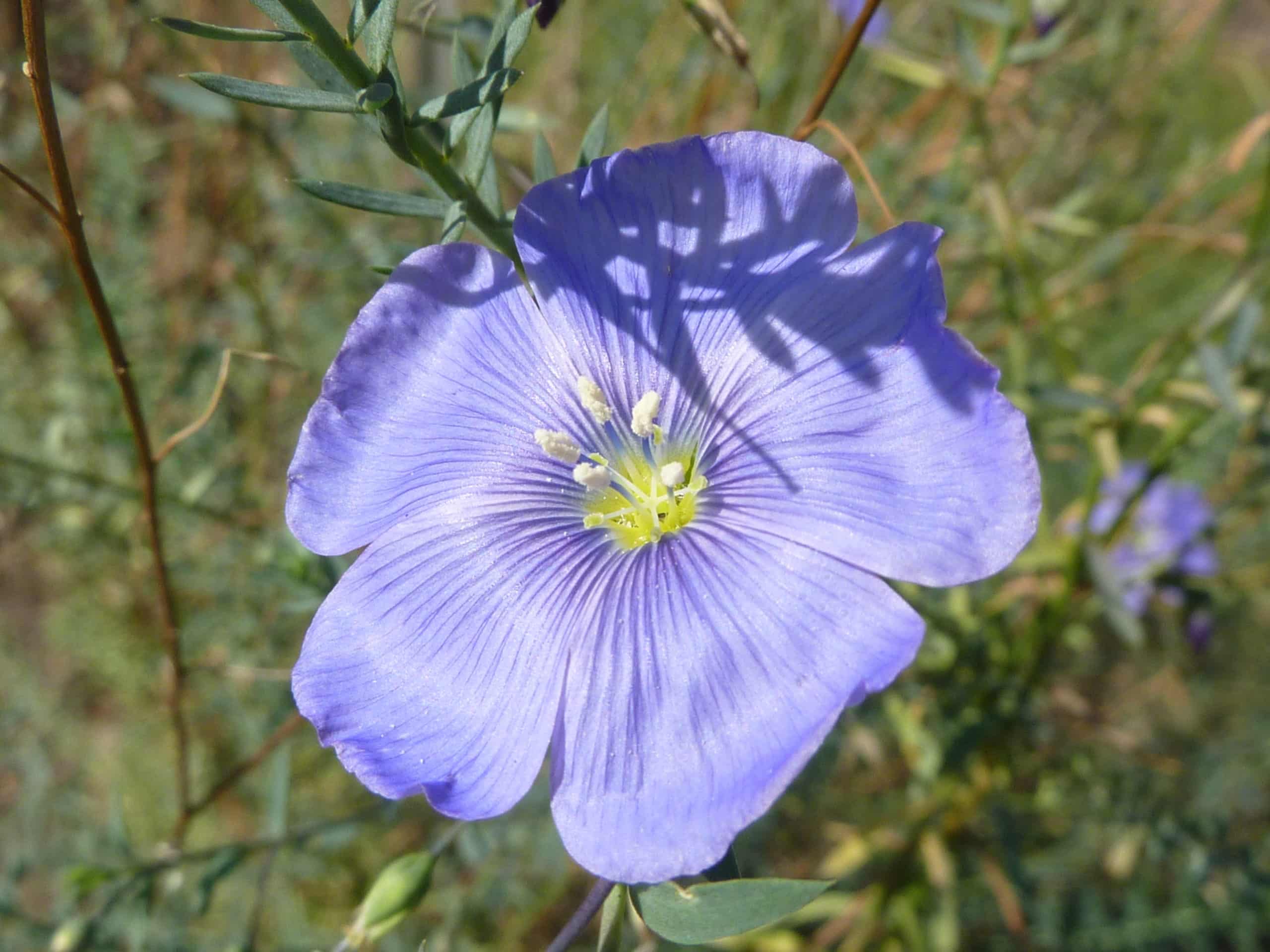Flax Flower. (Linseed).