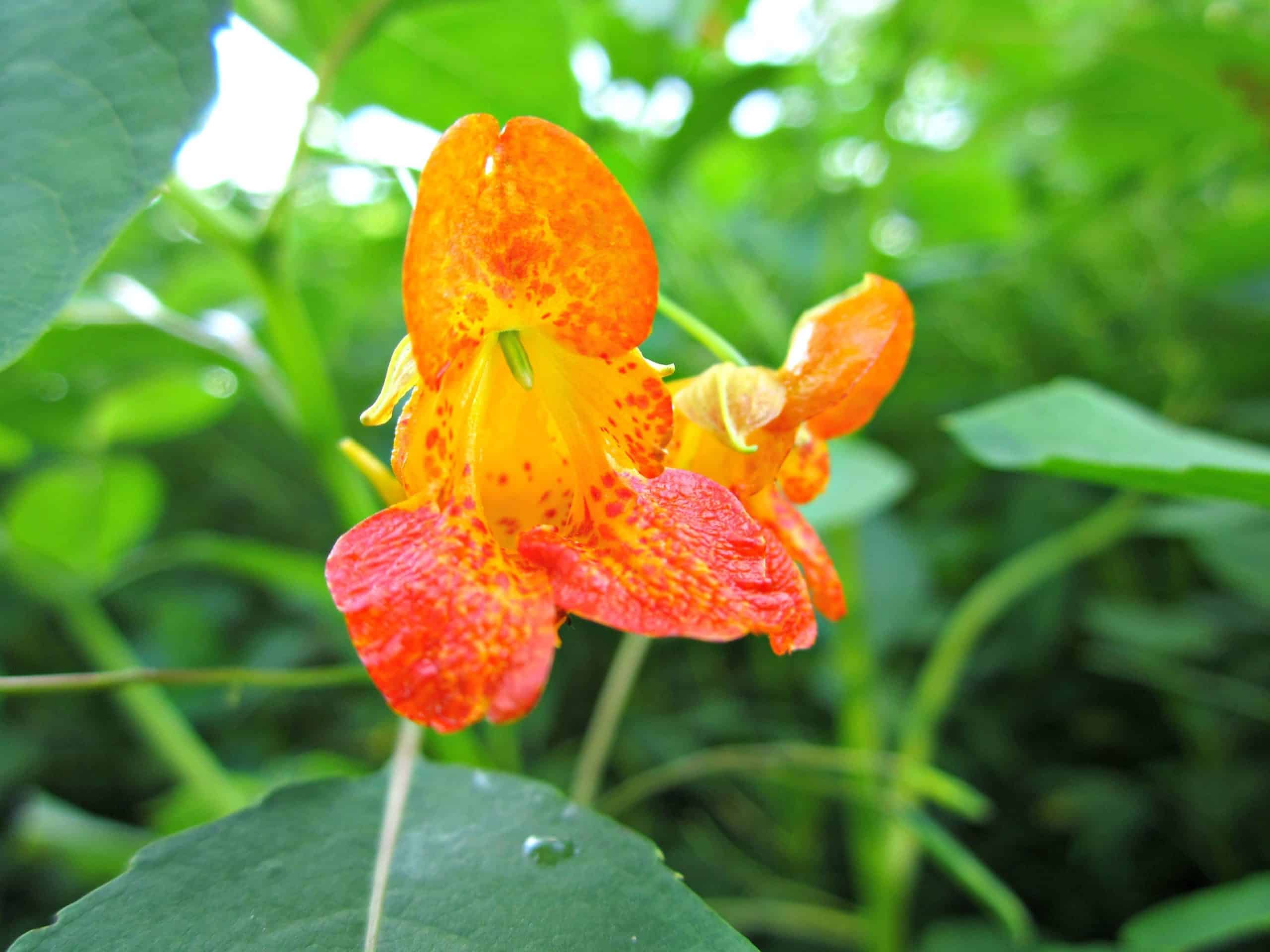 Jewelweed (Impatiens capensis)
