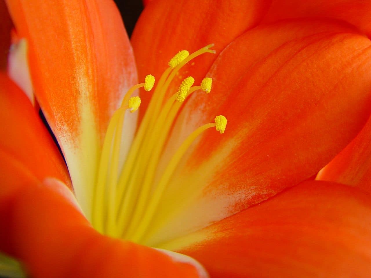 Kaffir Lily. (Clivia miniata).

