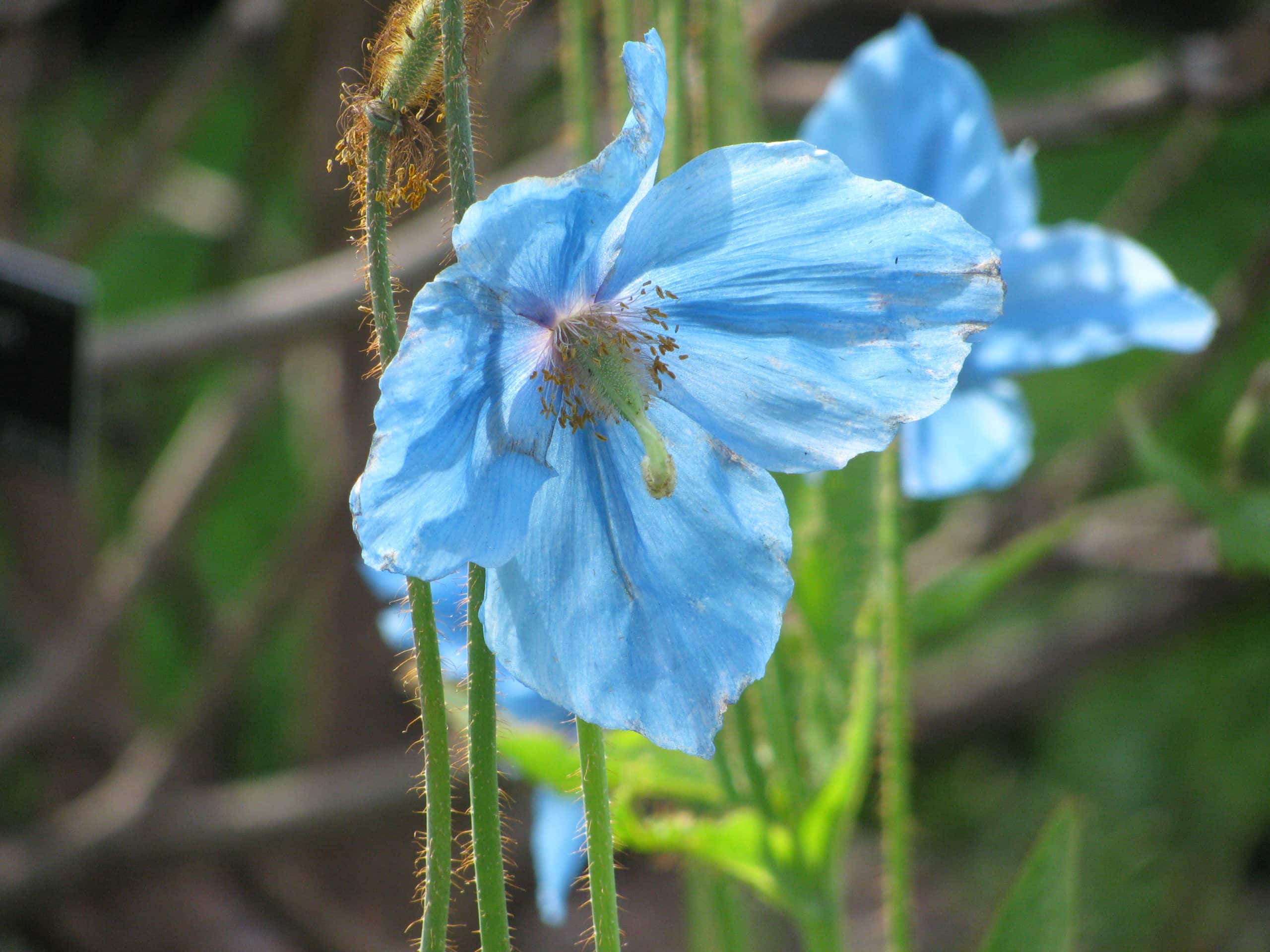 Meconopsis. (Blue Himalayan Poppy).