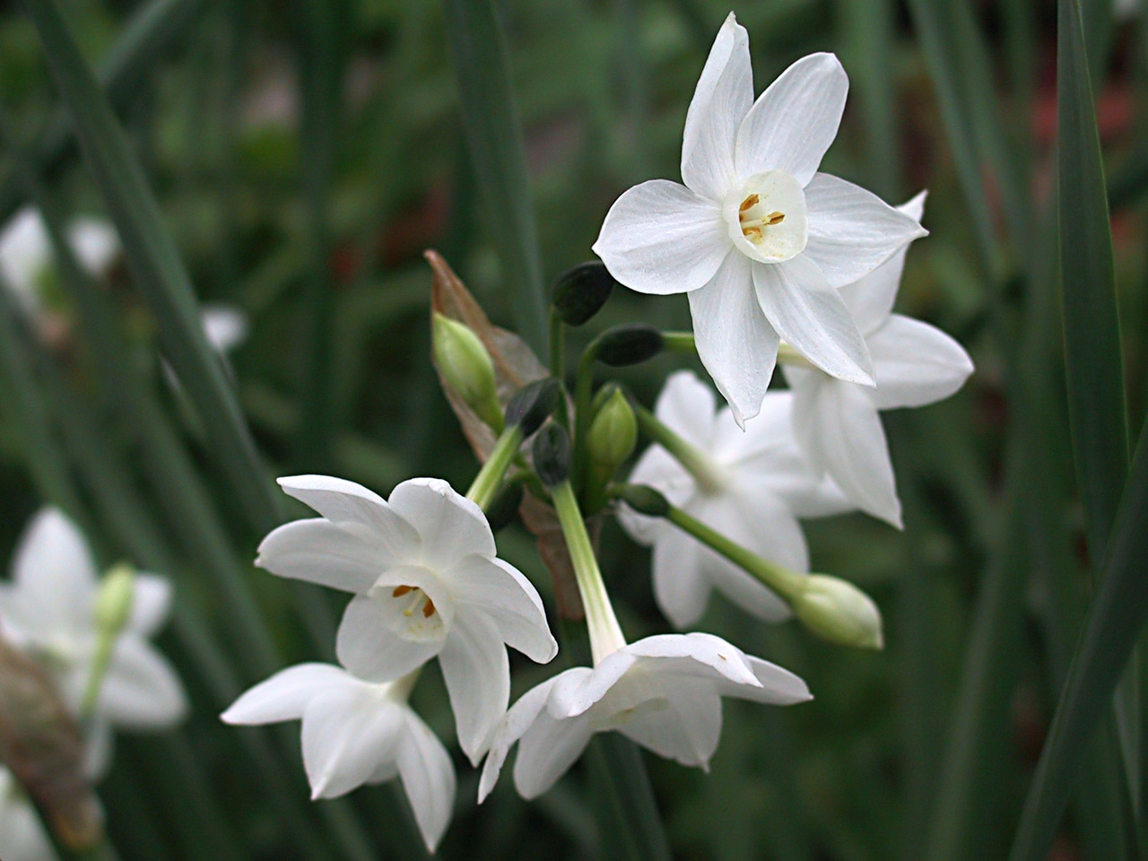 Narcissus. (Paper Whites).