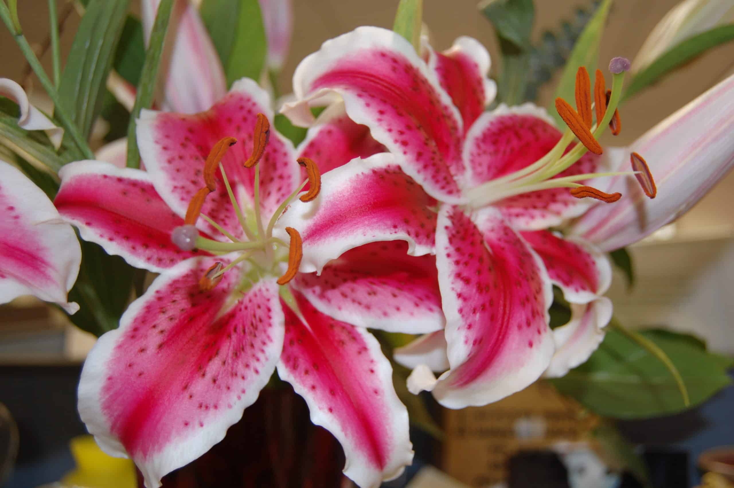 Oriental Lily. (Stargazer).