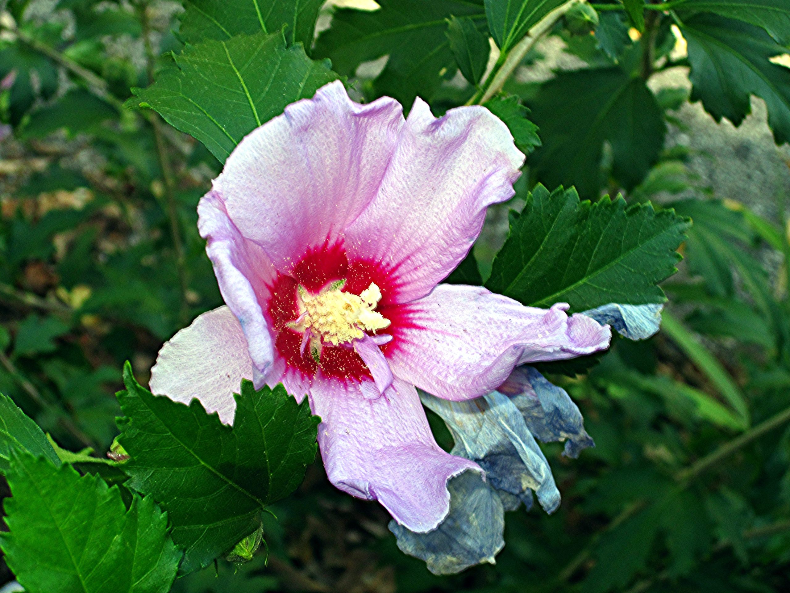 Rose of Sharon. (Hibiscus syriacus).