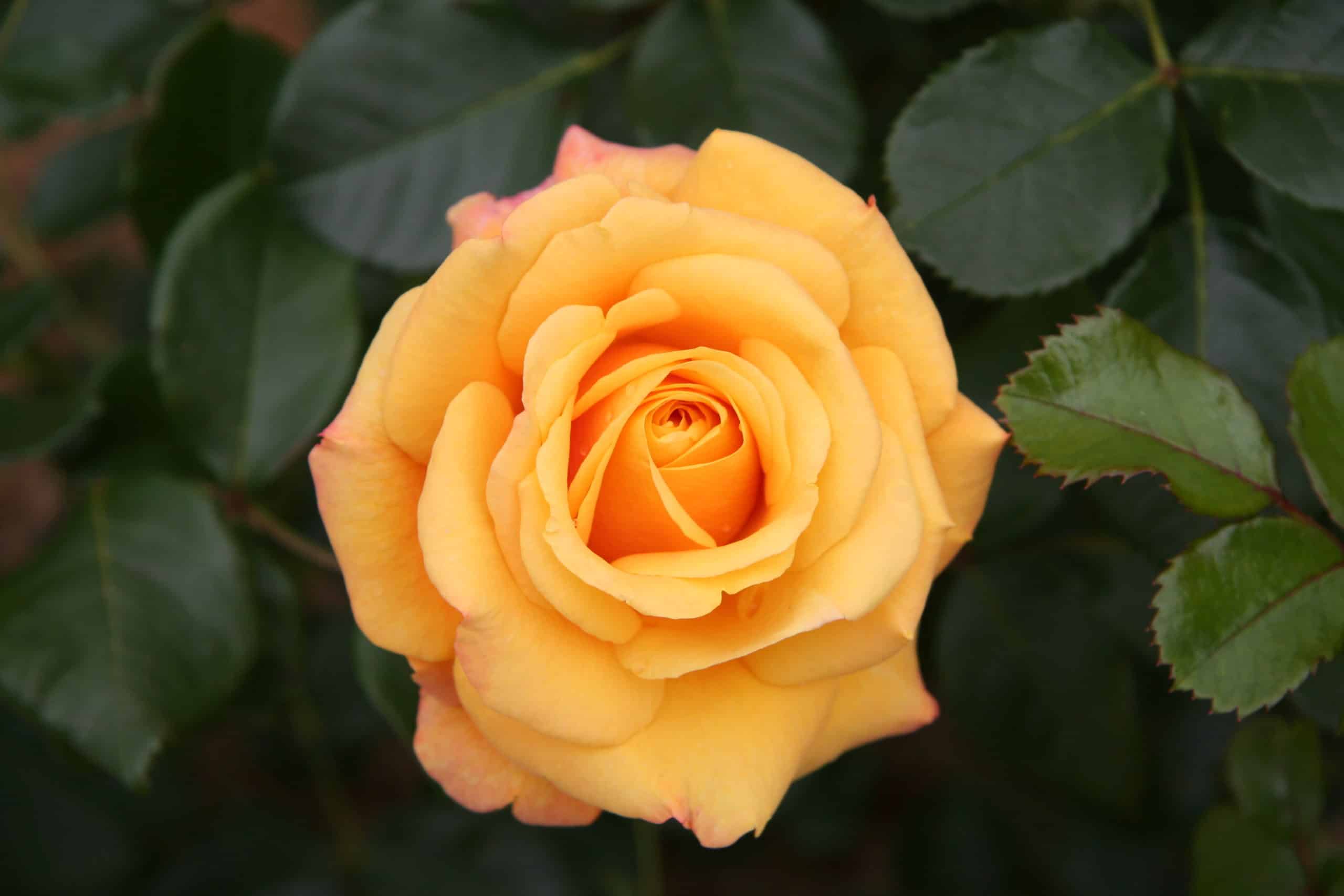 Rose. (Rosaceae Family).

