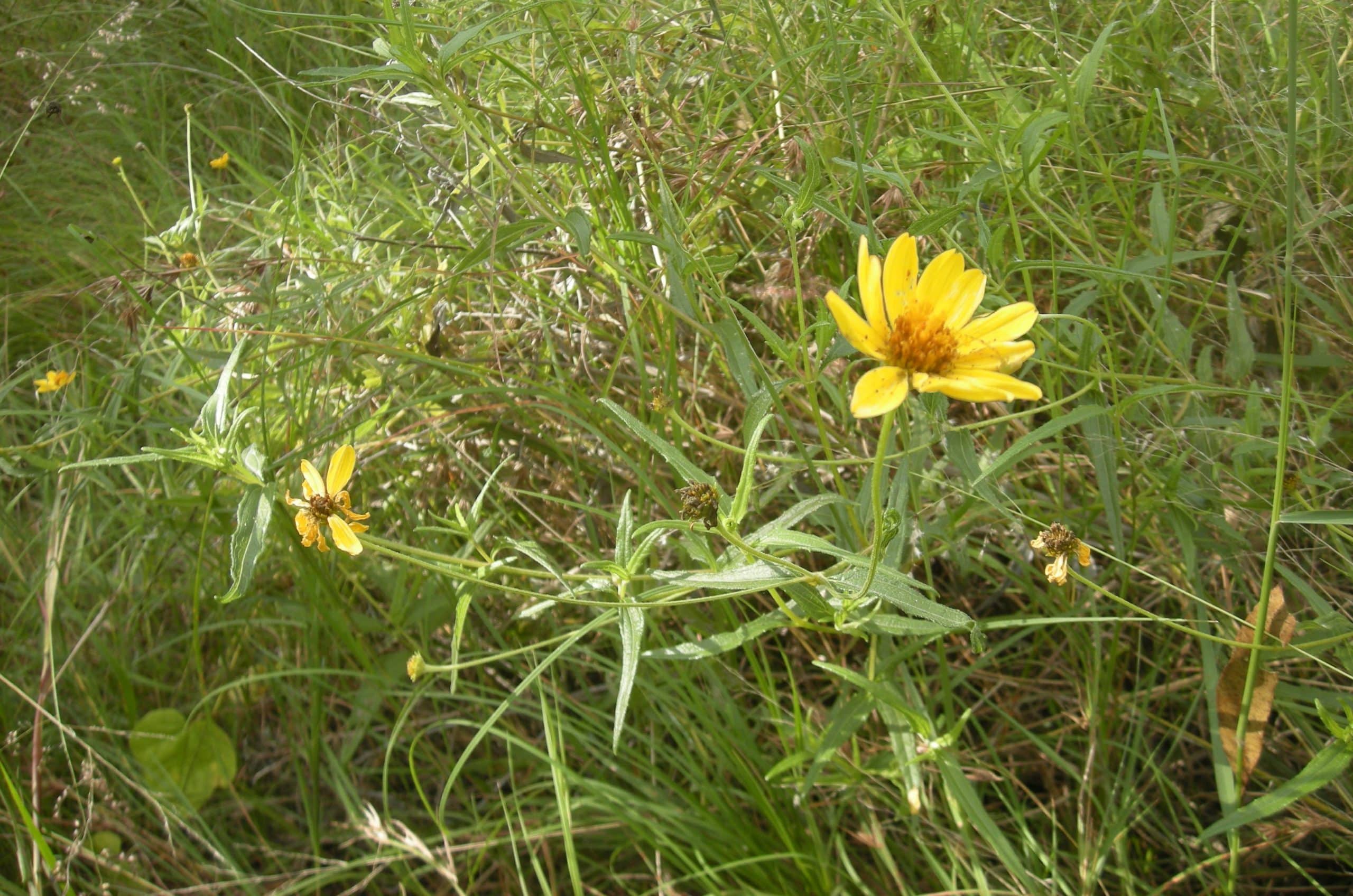 Wedelia. (Sunflower Family).