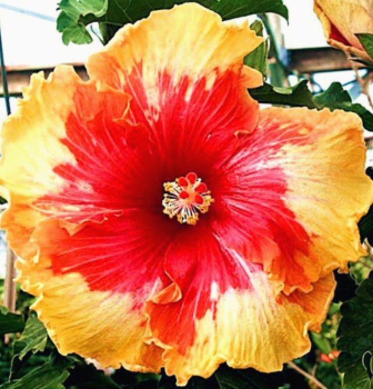 Palm Springs - Tropical Hibiscus