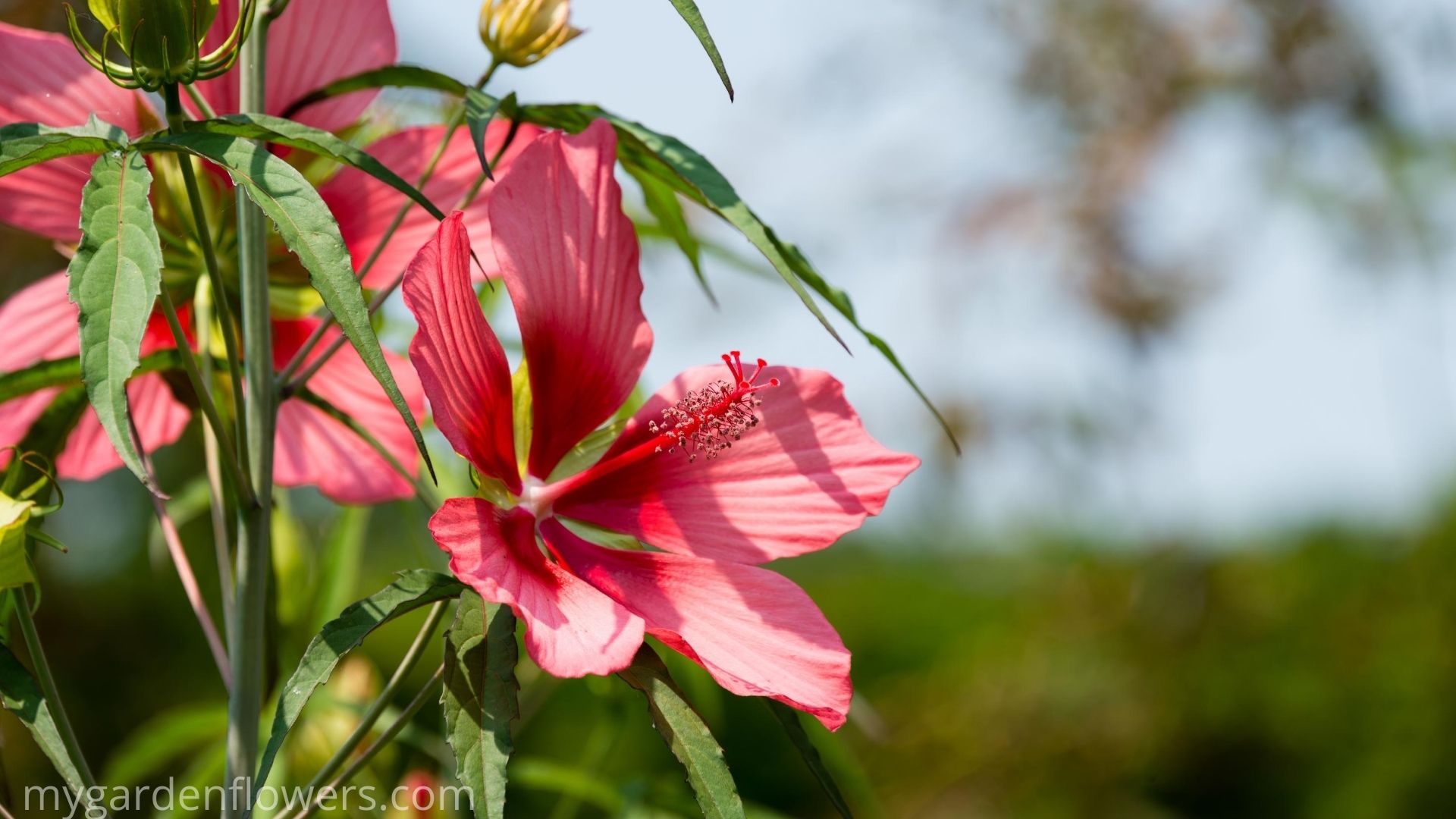 Scarlet Rose Mallow - Hibiscus Plant