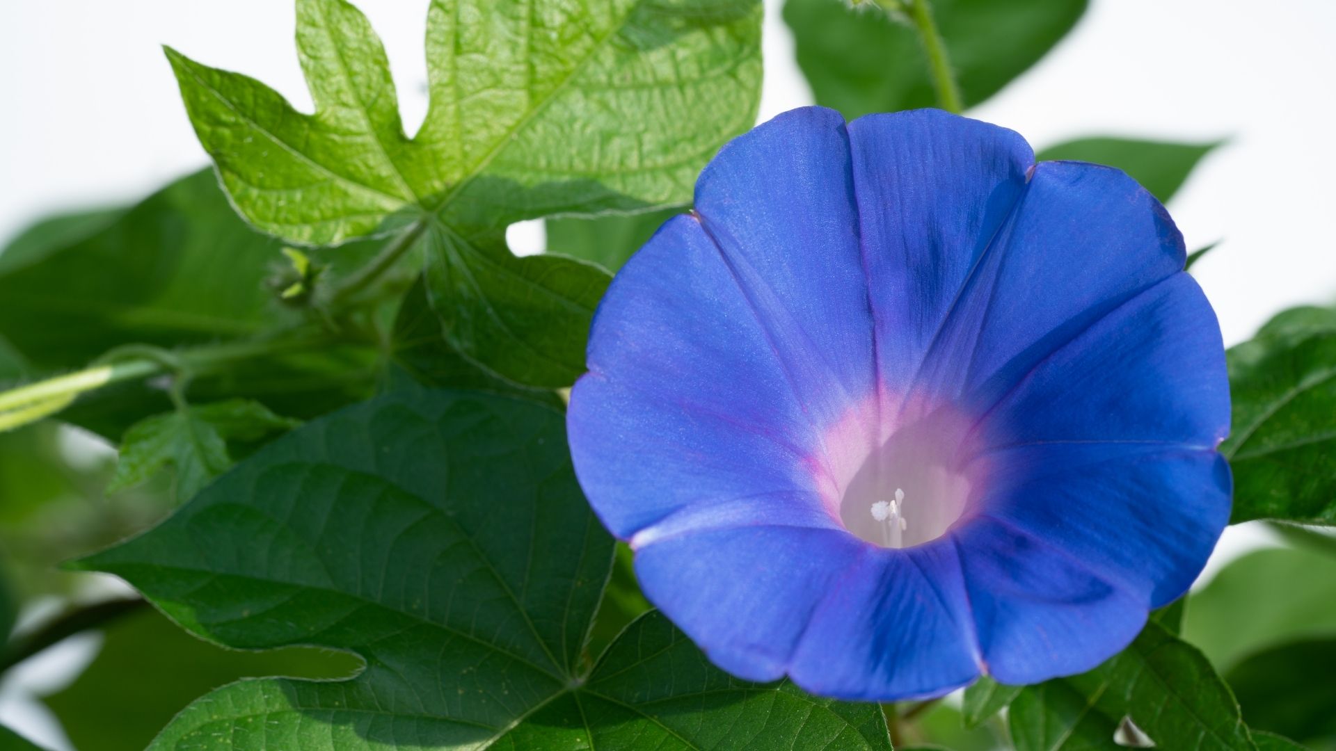 Blue Morning Glory (Ipomoea Indica)