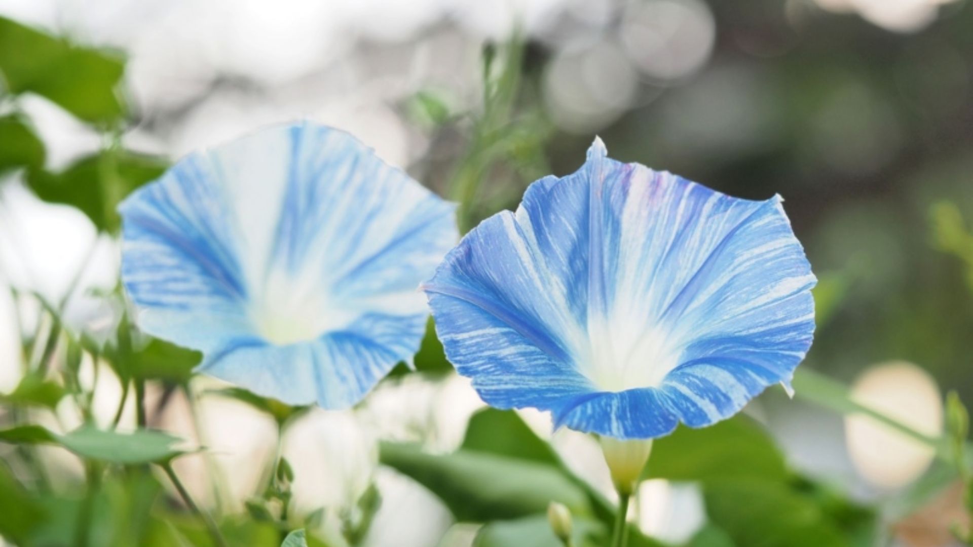Flying Saucers (Ipomoea tricolor)