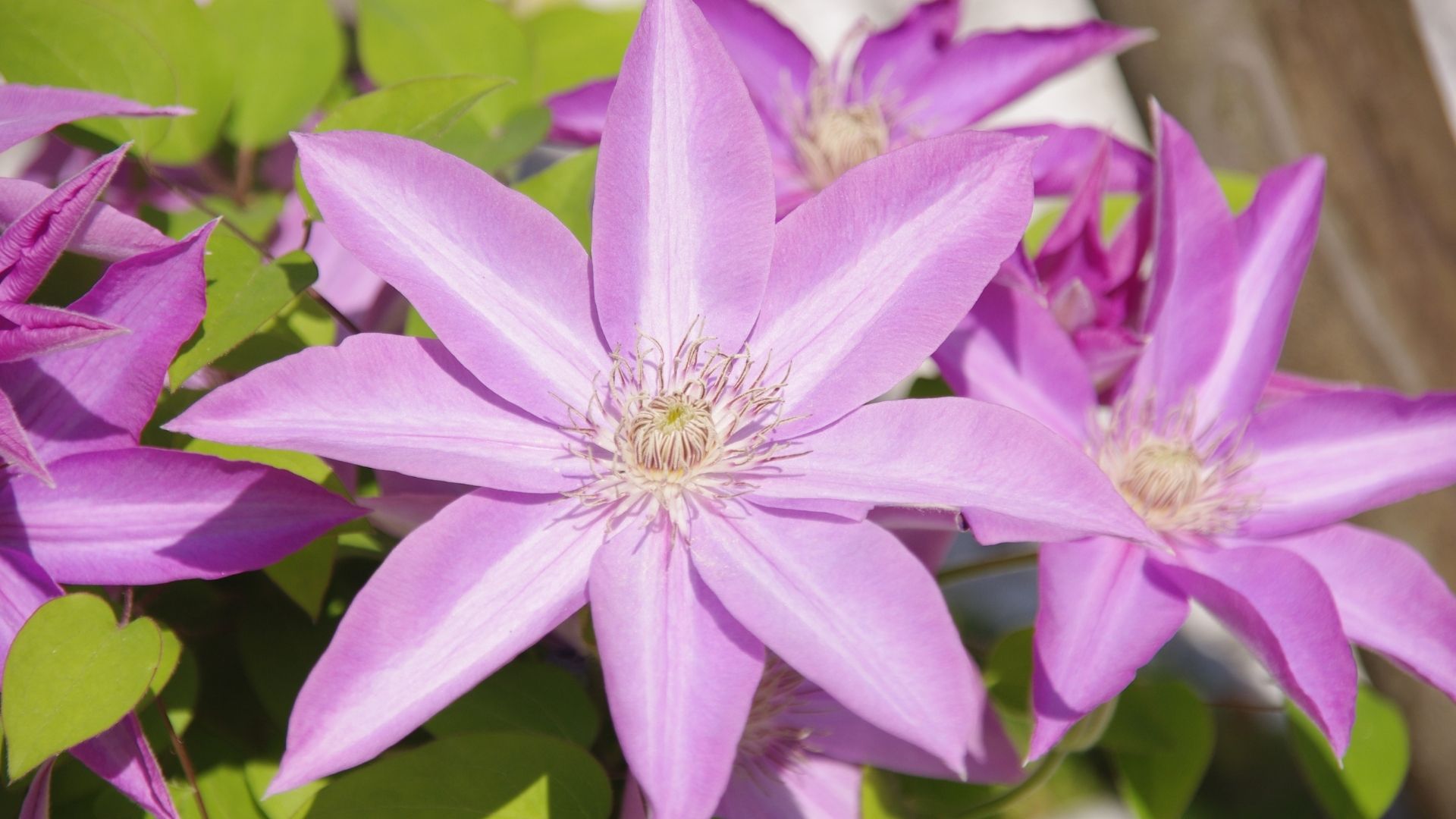 Leather Flower (Clematis)