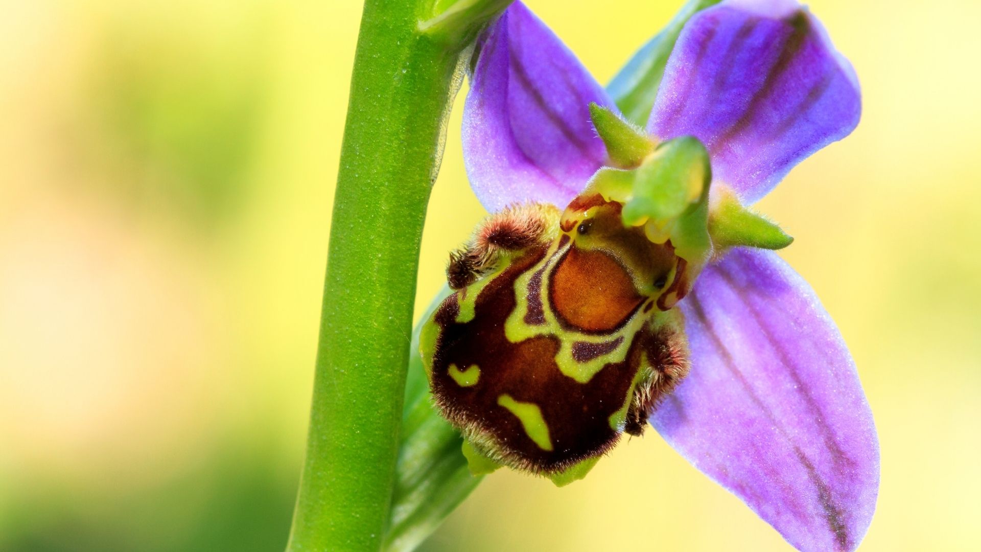 Ophrys Apifera