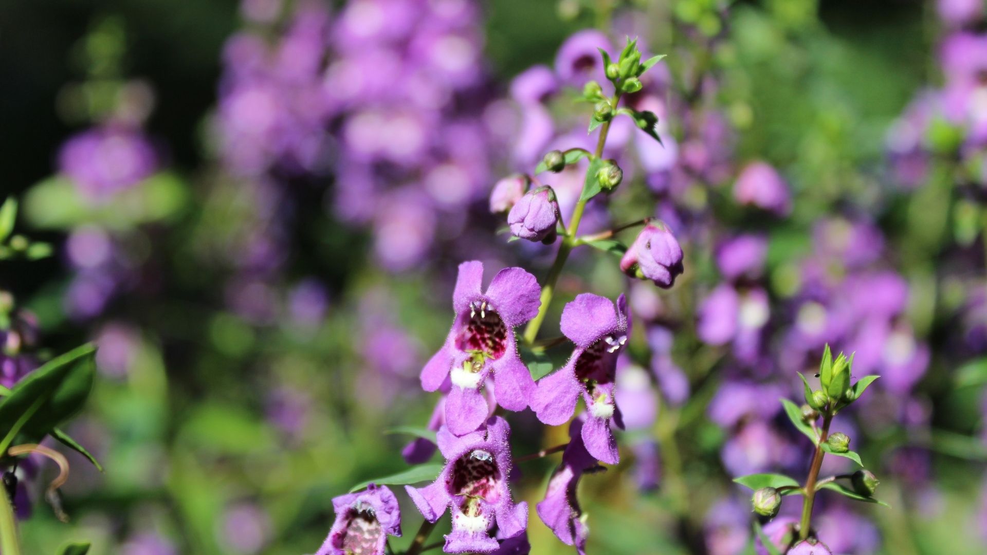 Purple Larkspur Flowers