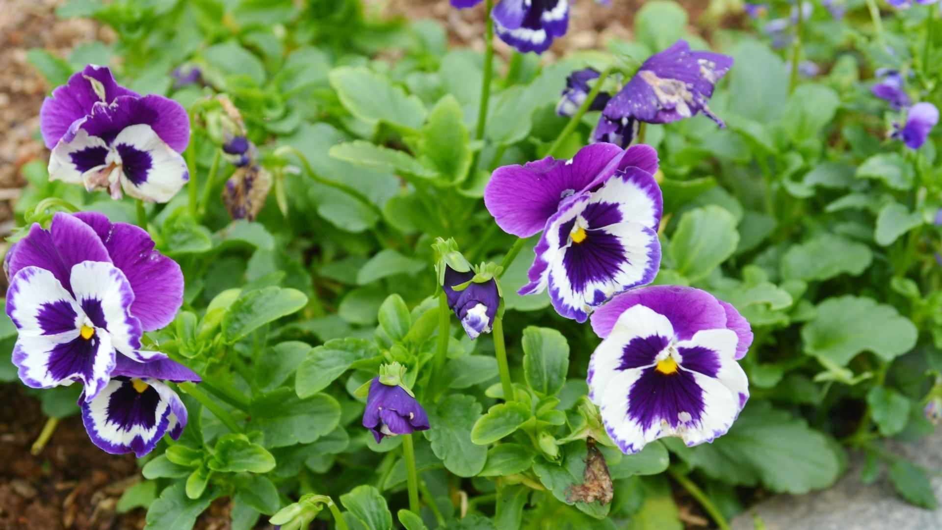 Purple Pansy Flowers