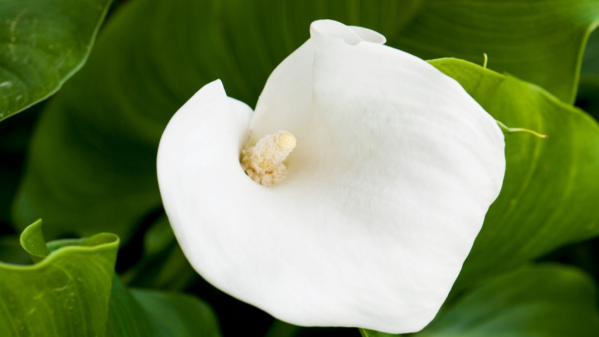 White Calla Lily Flowers