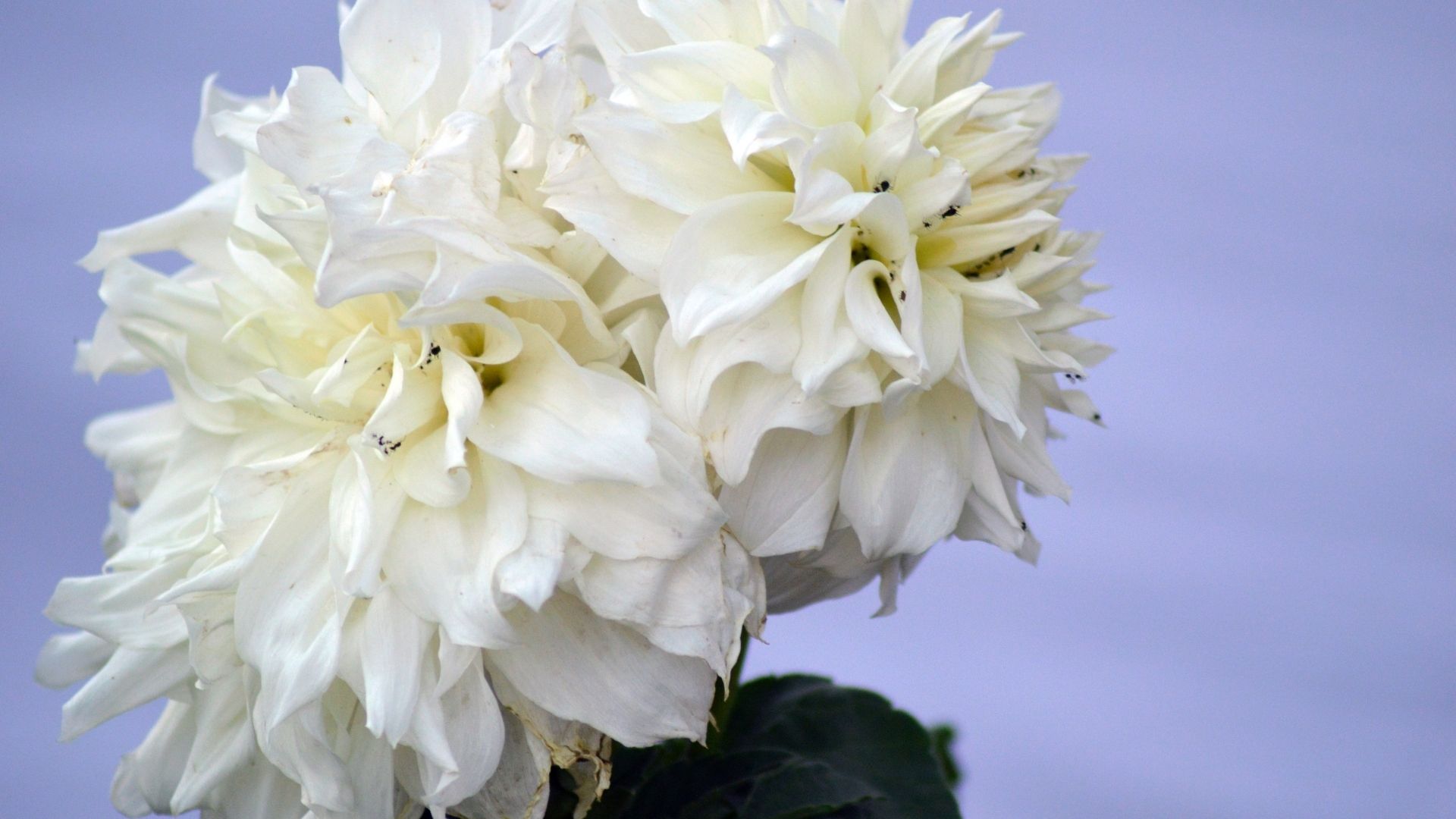 White Carnation Flowers