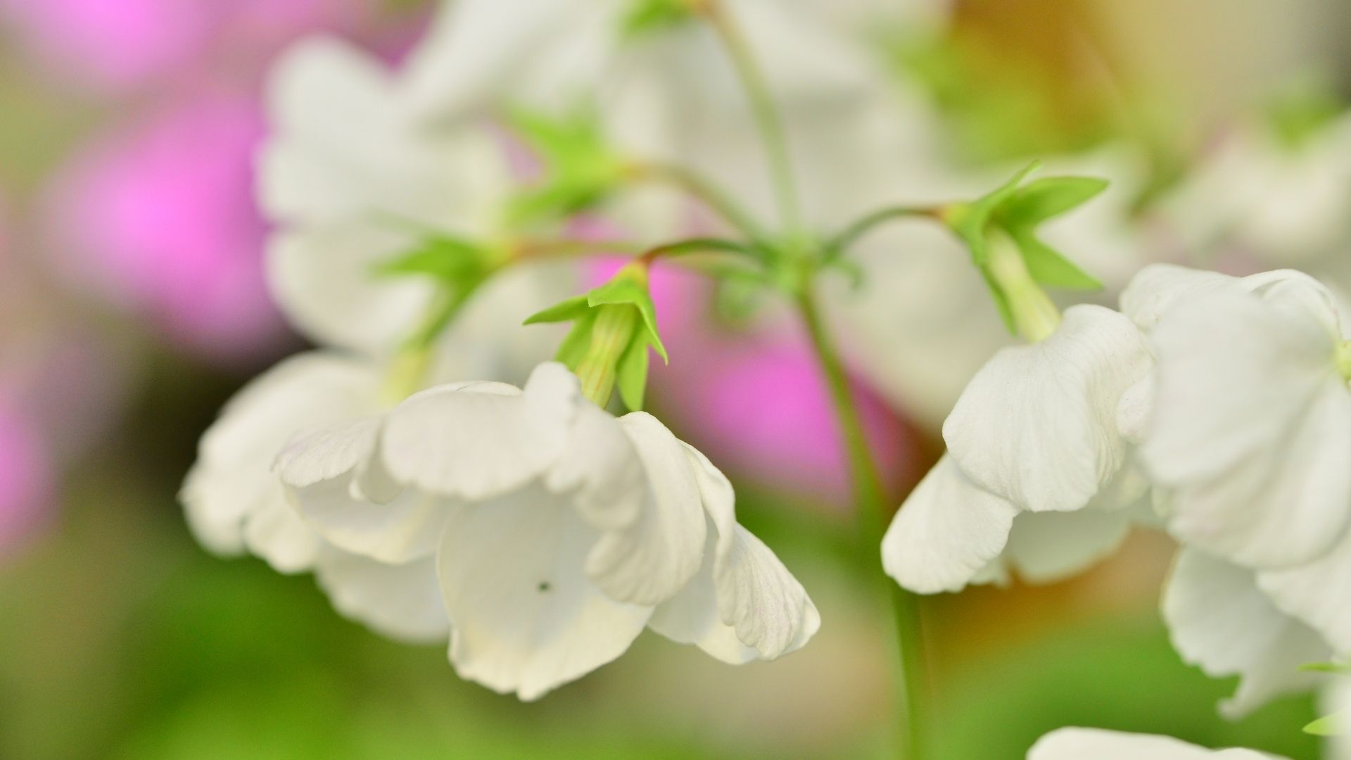 White Japanese Primrose