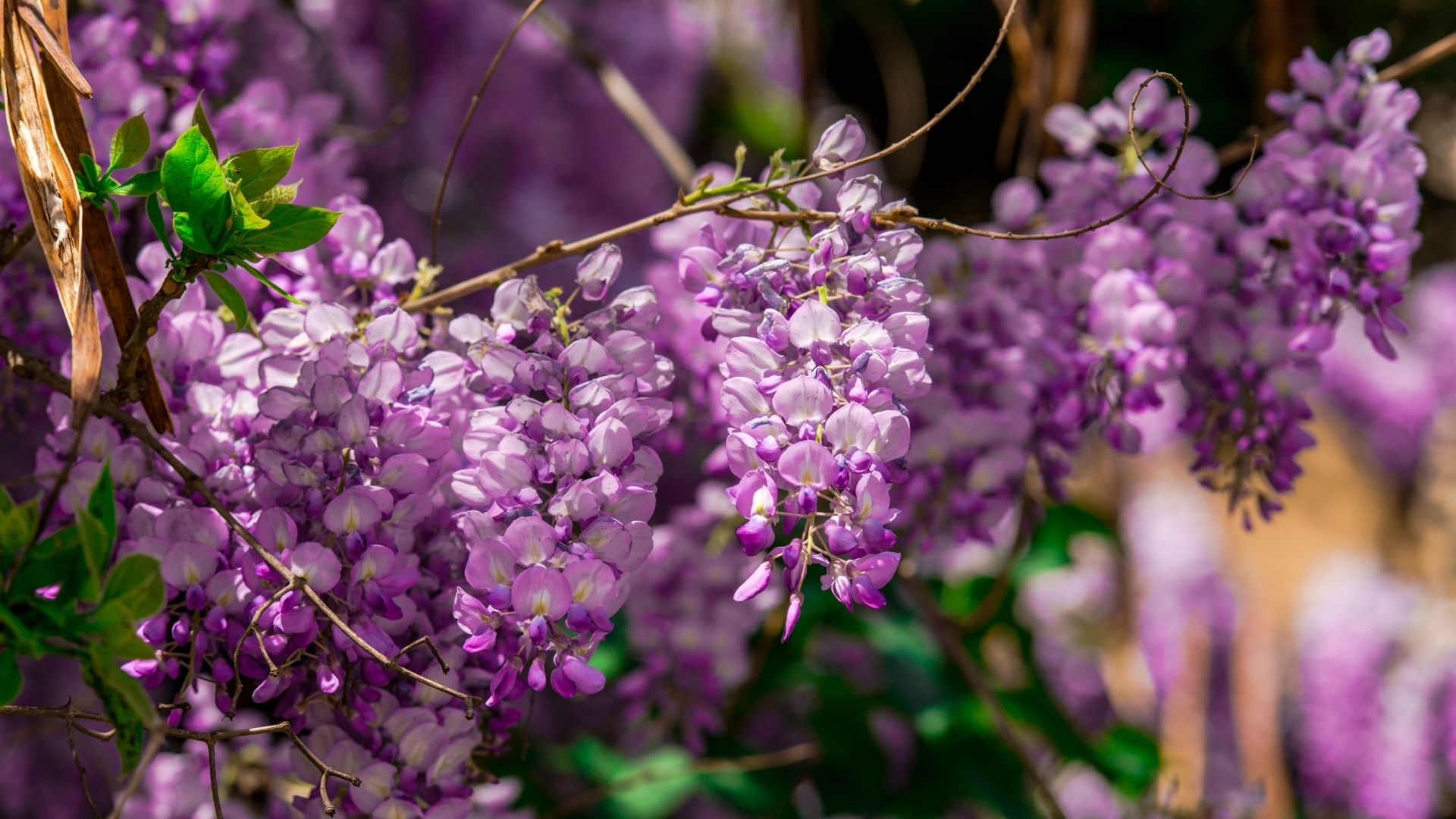 Purple Wisteria Flowers.