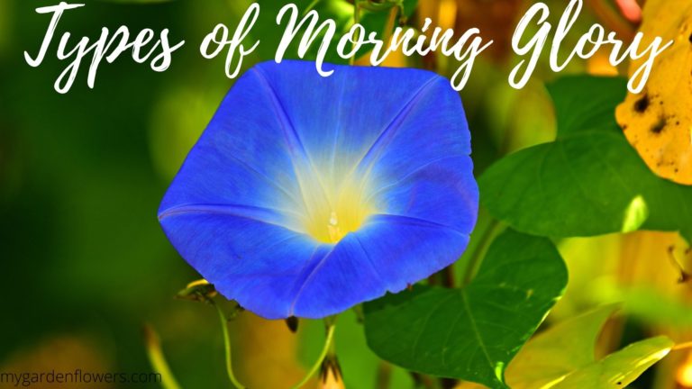 types of morning glory