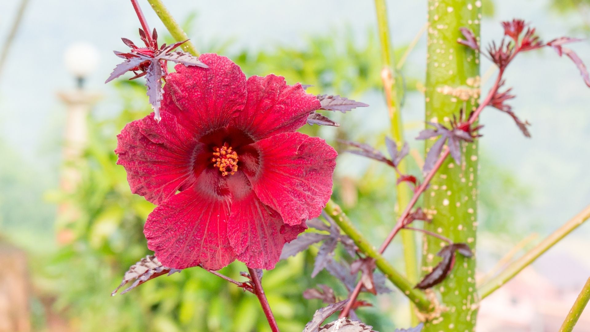 Panama Red (Hibiscus acetosella)