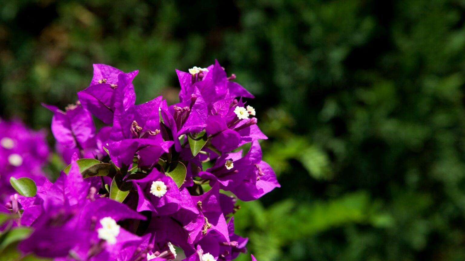 vine with purple flowers